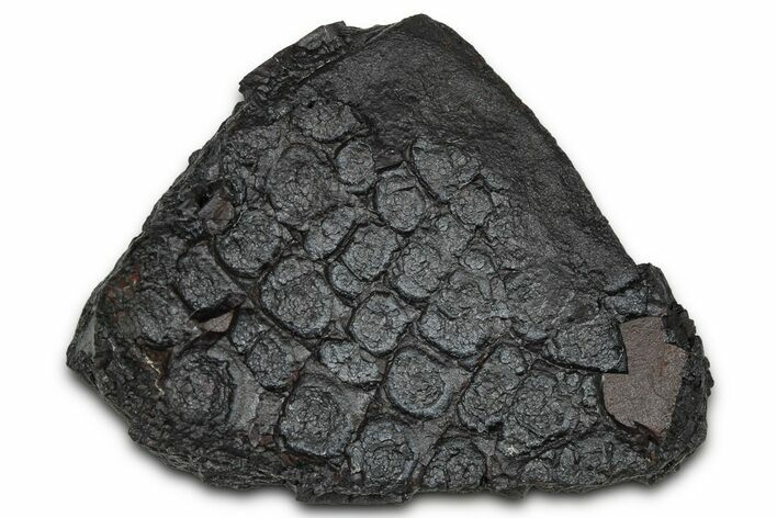 Dragon Scale Stone (Iron, Manganese, Siderite Nodule) #350193